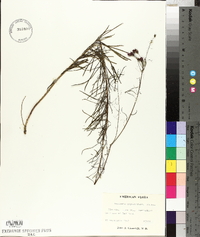 Vernonia angustifolia image