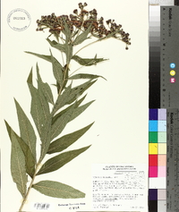 Vernonia baldwinii image