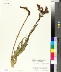 Vernonia baldwinii image