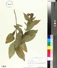 Vernonia baldwinii image