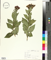 Vernonia baldwinii image