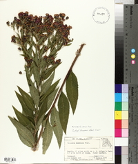 Vernonia baldwinii image