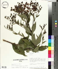 Vernonia baldwinii image