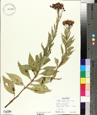 Vernonia baldwinii image