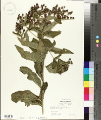 Vernonia baldwinii image