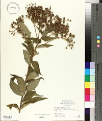 Vernonia baldwinii image