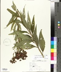 Vernonia baldwinii image