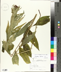 Vernonia baldwinii image