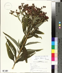 Vernonia baldwinii image