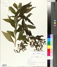 Vernonia baldwinii image