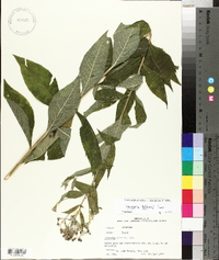 Vernonia baldwinii image