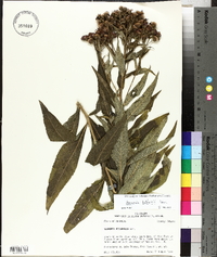 Vernonia baldwinii image