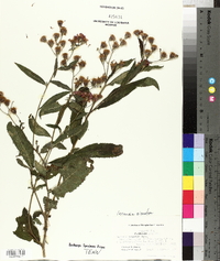 Vernonia baldwinii image