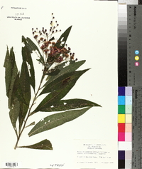 Vernonia gigantea subsp. gigantea image