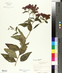 Vernonia gigantea subsp. gigantea image