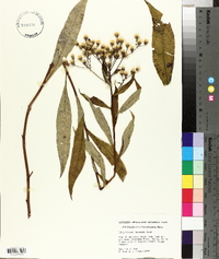 Vernonia flaccidifolia image