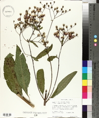 Vernonia flaccidifolia image