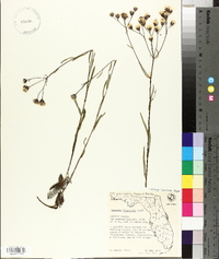 Vernonia blodgettii image