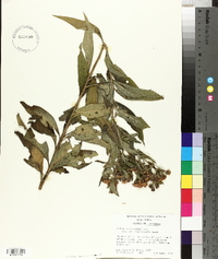 Vernonia baldwinii image