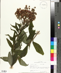 Vernonia missurica image