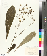 Vernonia acaulis image