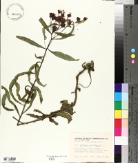 Vernonia noveboracensis image