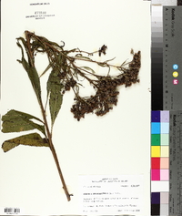 Vernonia noveboracensis image