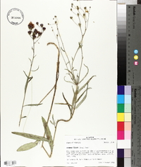 Vernonia texana image