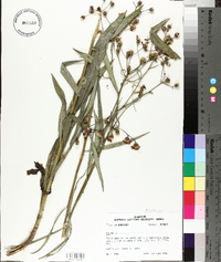 Vernonia texana image