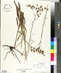 Vernonia texana image
