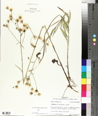 Vernonia texana image