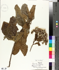 Vernonia arborea image