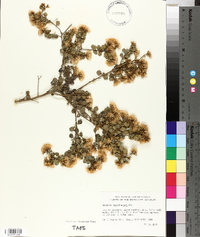 Vernonanthura tuerckheimii image