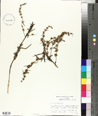 Vernonia sericea image