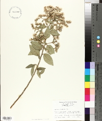 Vernonia arborescens image