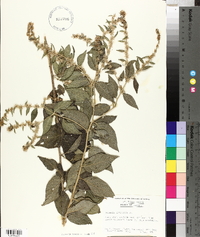 Vernonia arborescens image