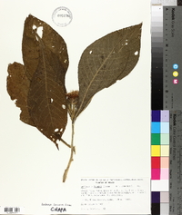 Lepidonia callilepis image