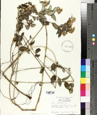 Vernonia borinquensis image