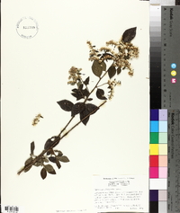 Vernonia acuminata image