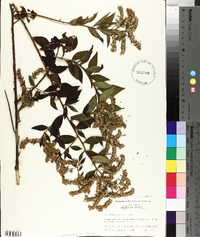 Vernonia acuminata image