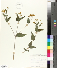 Lasianthaea ceanothifolia var. verbenifolia image