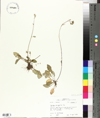 Youngia japonica image