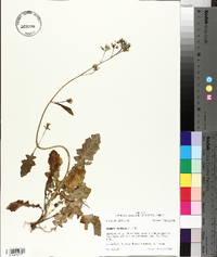 Youngia japonica image