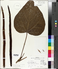 Catalpa bignonioides image