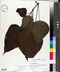 Catalpa bignonioides image