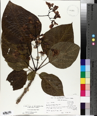 Catalpa bignonioides image