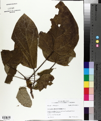 Catalpa bignonioides image