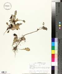 Youngia japonica image