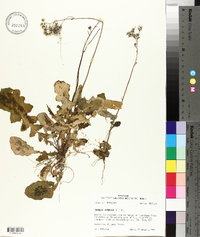 Youngia japonica image