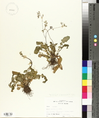 Youngia japonica image